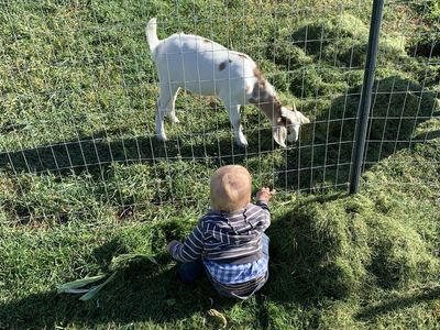 Young billy goat