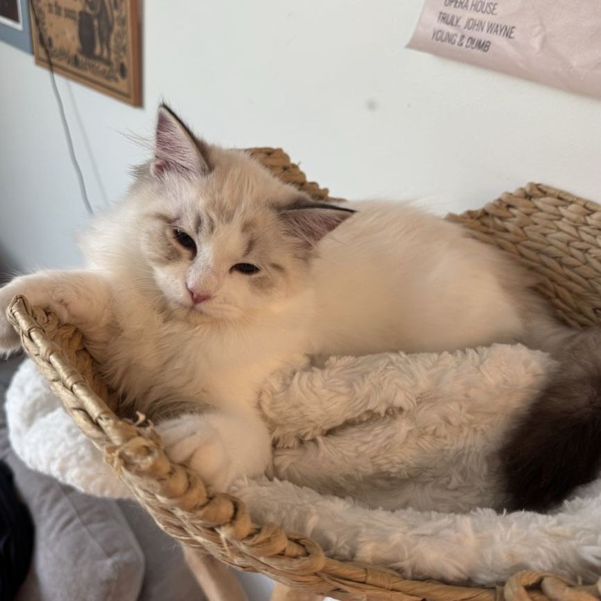 Ragdoll Kitten