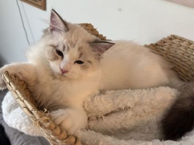 Ragdoll Kitten