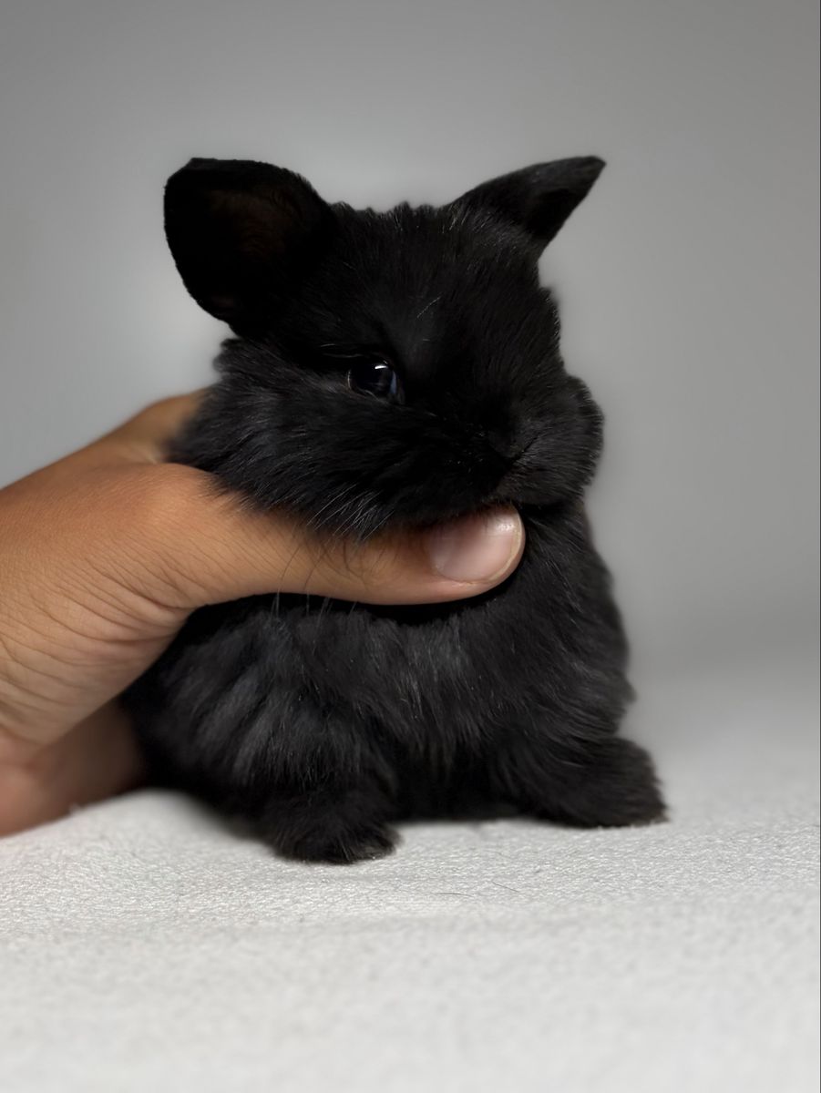 Holland Lop Doe