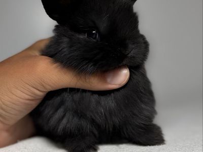 Holland Lop Doe