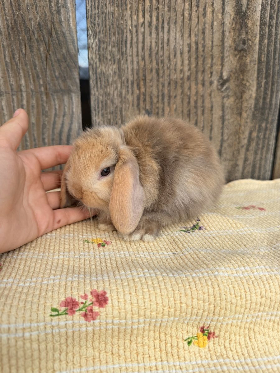 Cute Holland Lop Bunnies