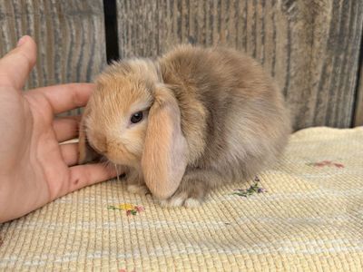 Cute Holland Lop Bunnies