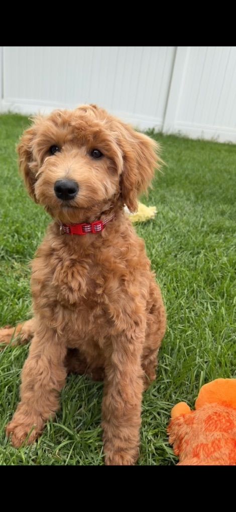 4mo Old house Trained Mini Goldendoodle Puppies