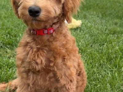 4mo Old house Trained Mini Goldendoodle Puppies