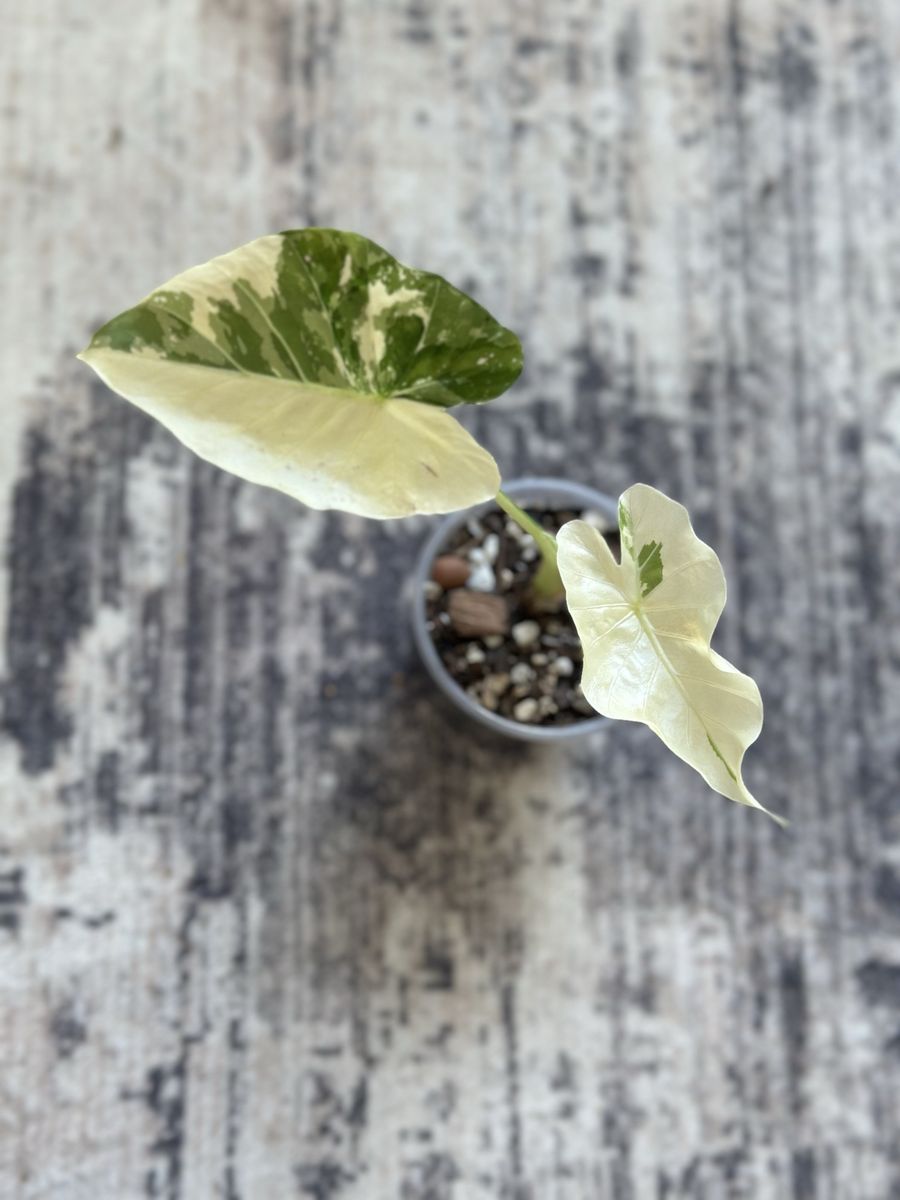Dawn variegated alocasia plant (rare)