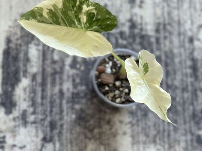Dawn variegated alocasia plant (rare)