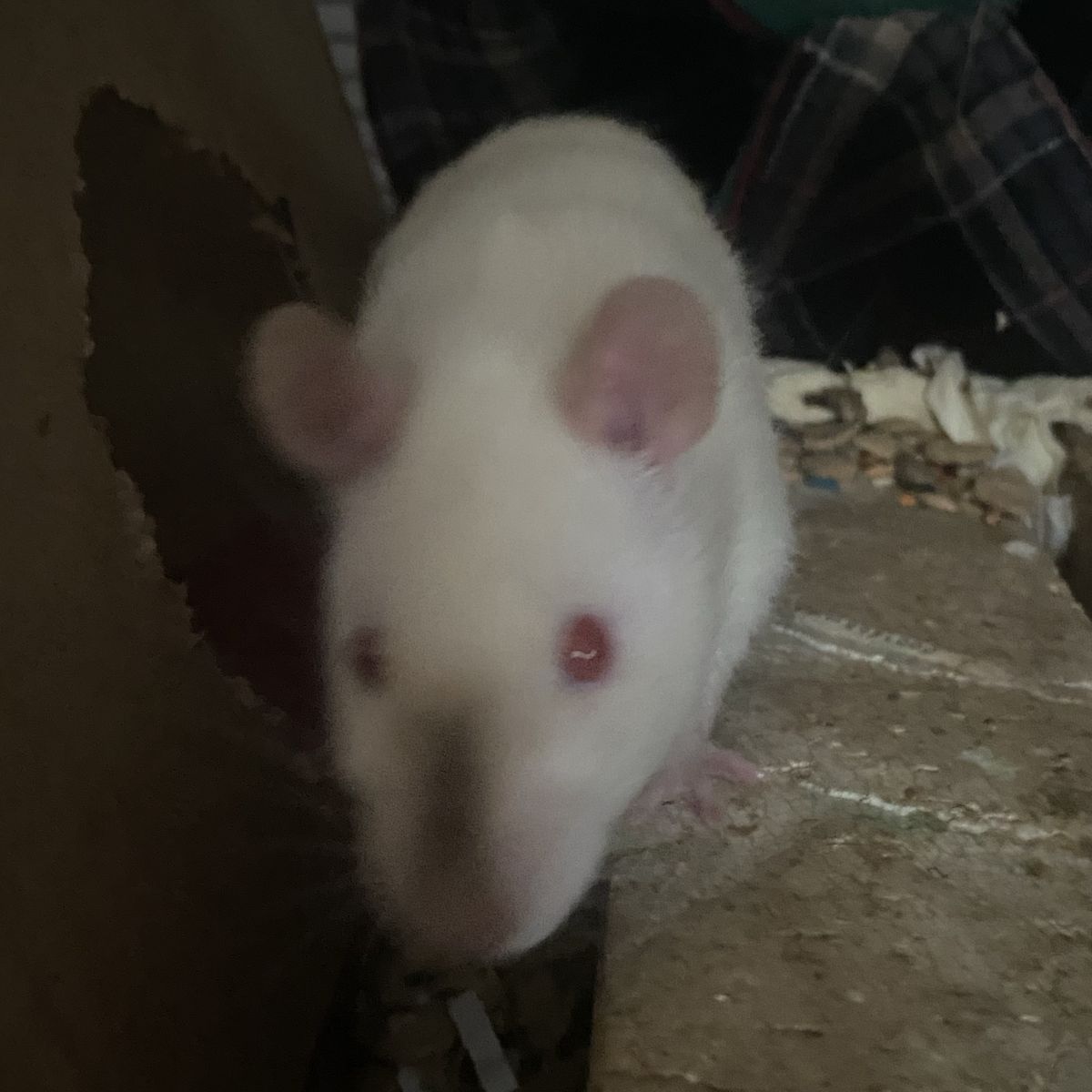 PET ONLY Rehome male rat 1 1/2 Month