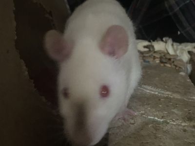 PET ONLY Rehome male rat 1 1/2 Month