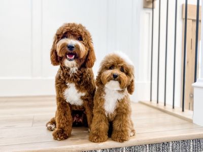 AKC Toy Poodle Stud 8lbs