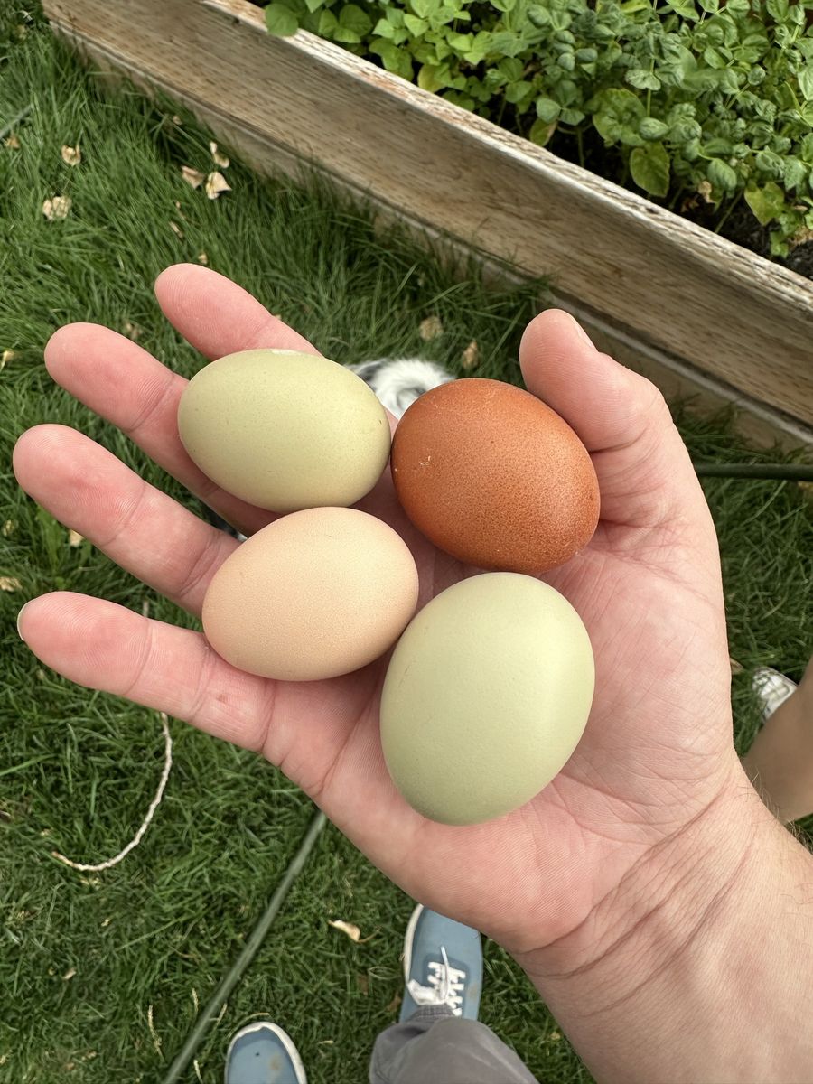 Fresh Farm Eggs - Assorted Colors