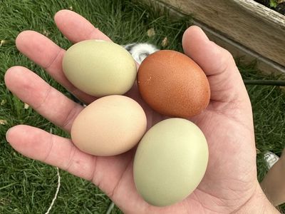 Fresh Farm Eggs - Assorted Colors