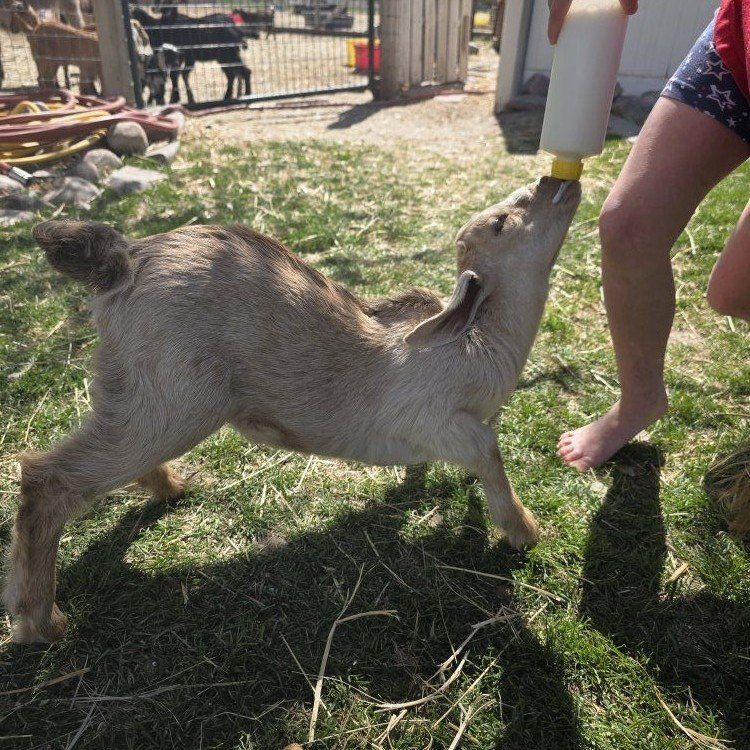 nubian doeling (bottle baby)