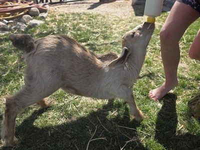 nubian doeling (bottle baby)