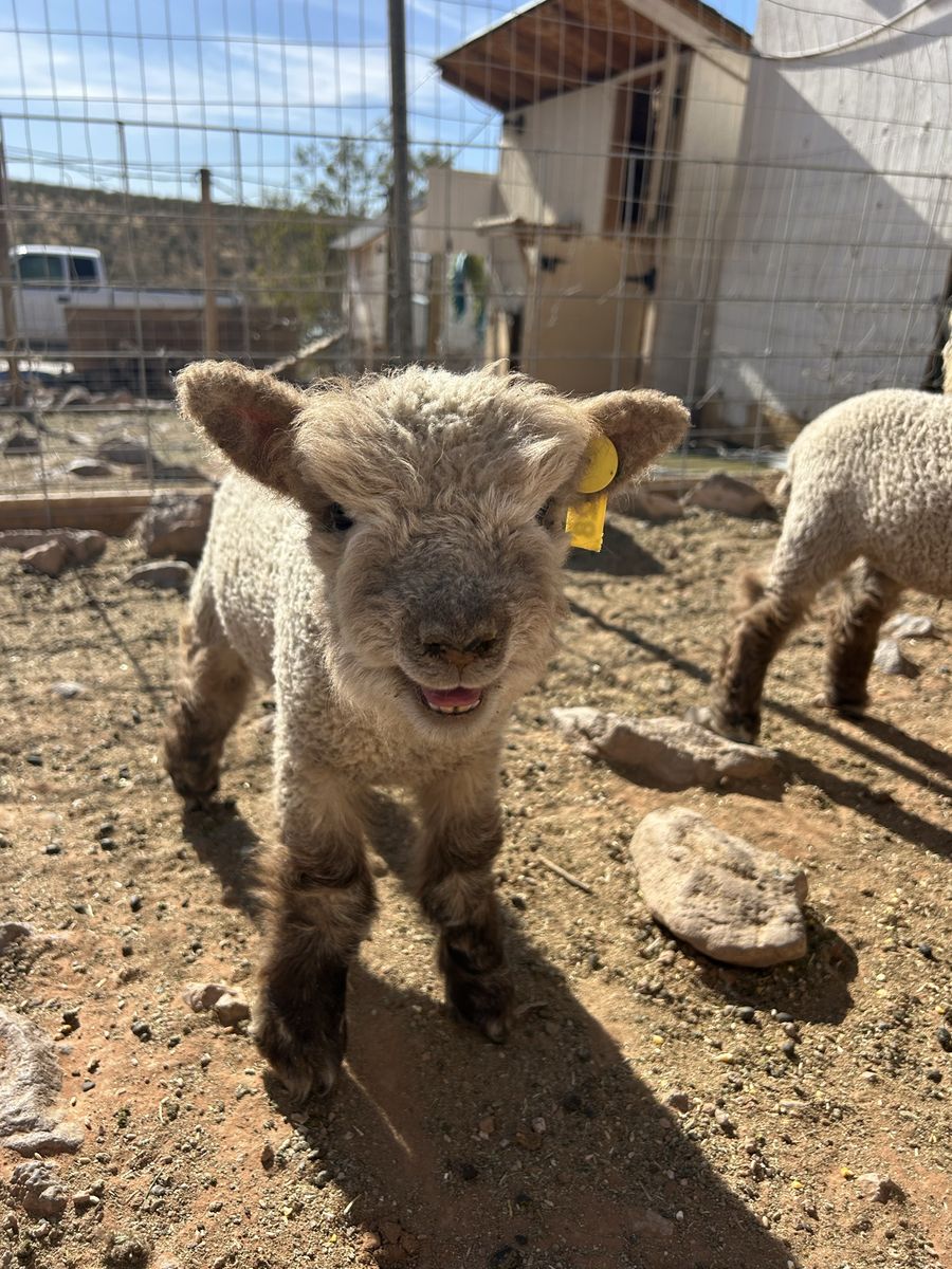 Registered Miniature Southdown Babydoll Ewe Lambs