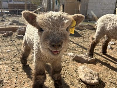 Registered Miniature Southdown Babydoll Ewe Lambs