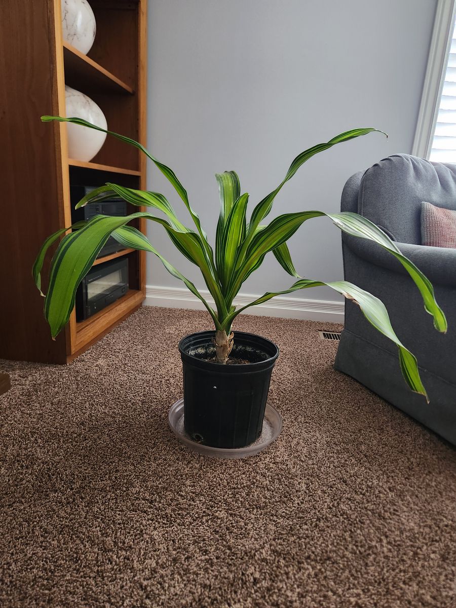 2 Corn Plant Dracaenas (Dracaena giganta)