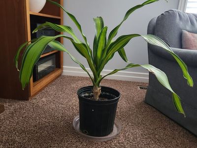 2 Corn Plant Dracaenas (Dracaena giganta)