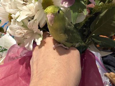 Handfed Parrotlet baby