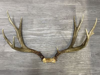 29” Wide Mule Deer Rack! Dark Timber buck!
