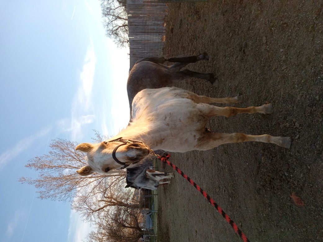 Palomino Mare 2yo~price obo