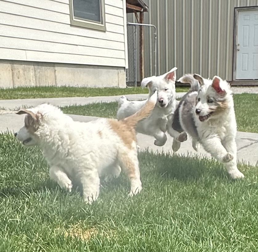 Aussie/ corgi