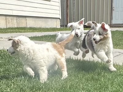 Aussie/ corgi