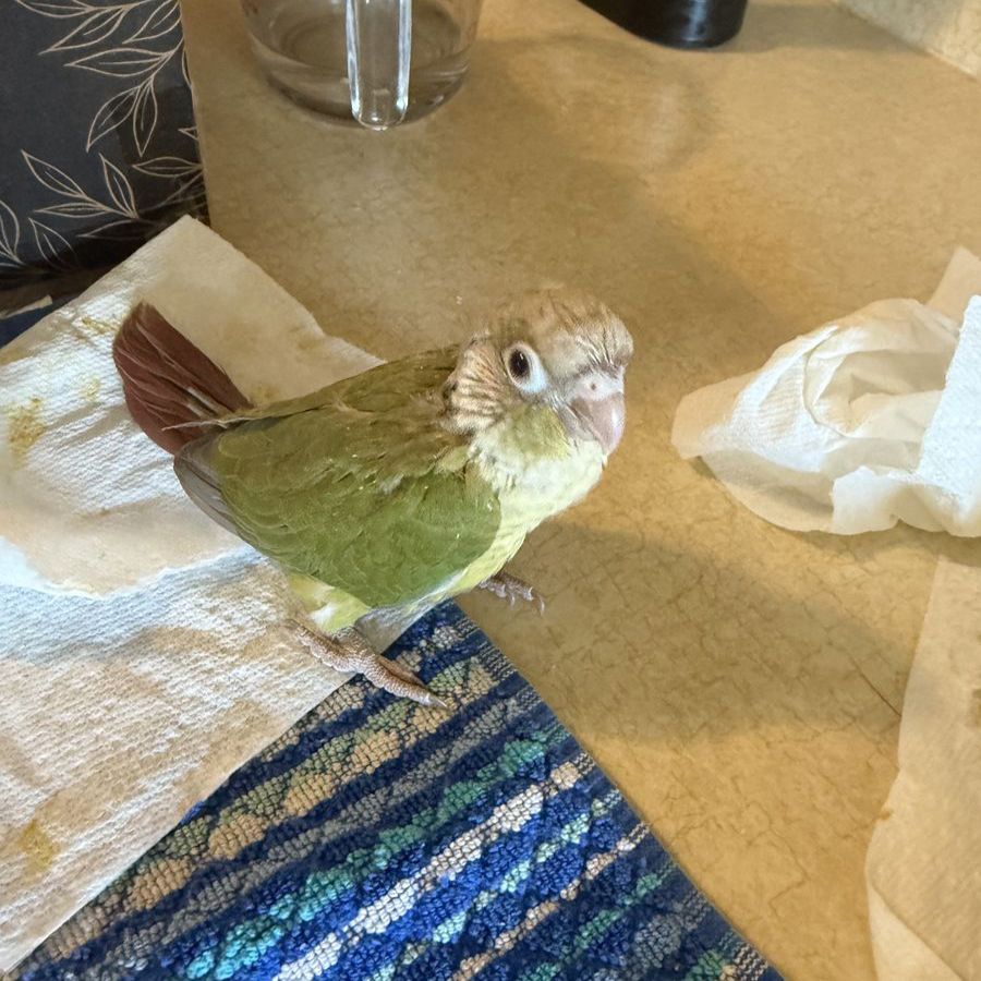 Handfed Green Cheek Conures