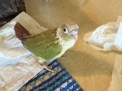 Handfed Green Cheek Conures
