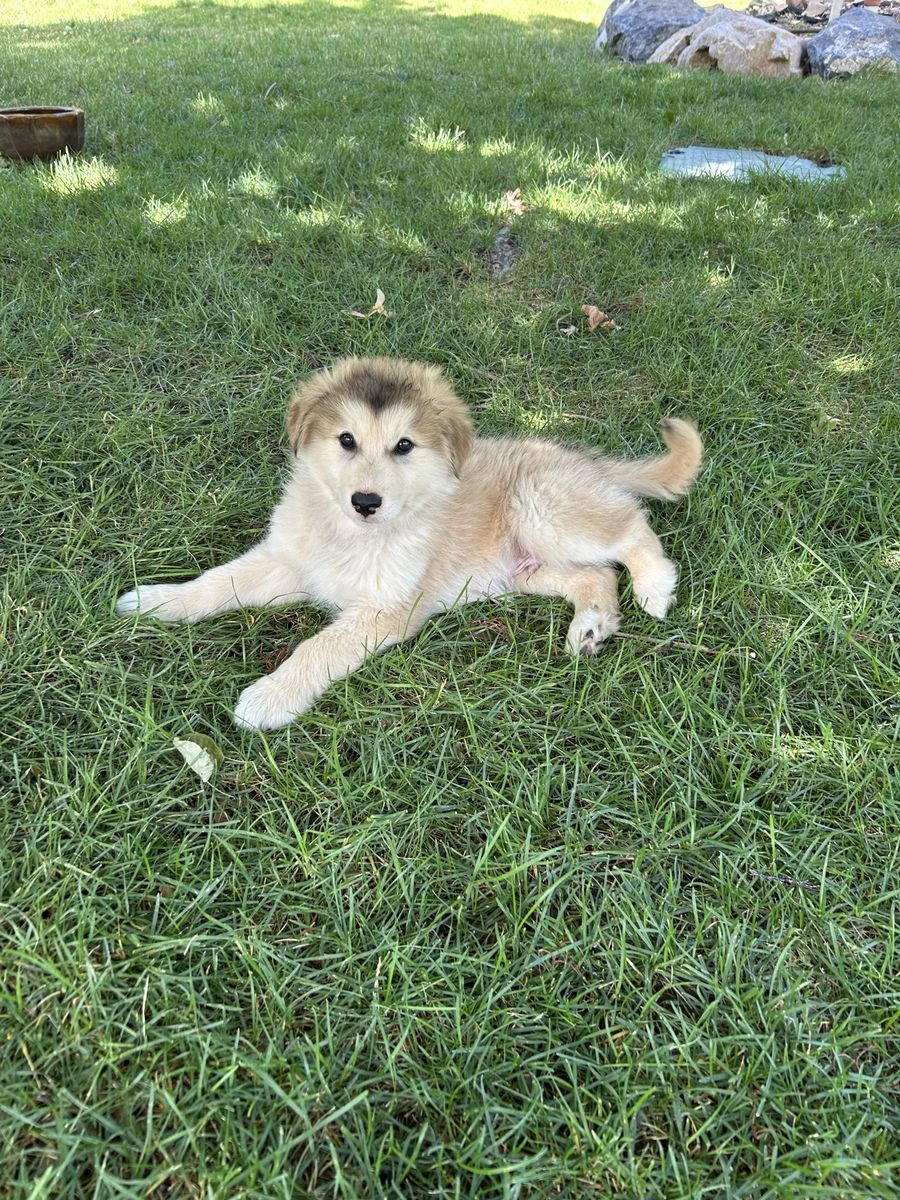Only 2 Golden Indian Dog Puppies Left • Ready Now • $2,000