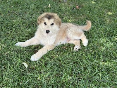 Only 2 Golden Indian Dog Puppies Left • Ready Now • $2,000