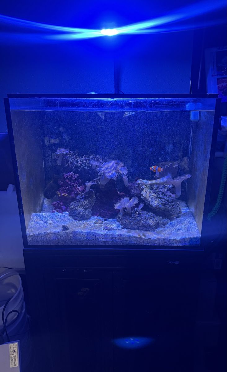 Innovative Marine Nuvo APS Saltwater Aquarium Reef Tank Setup with stand