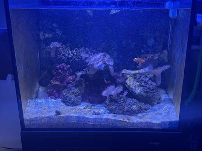 Innovative Marine Nuvo APS Saltwater Aquarium Reef Tank Setup with stand