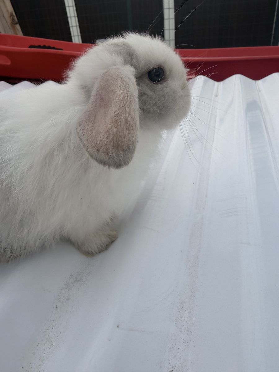 Holland lop babies