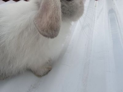 Holland lop babies
