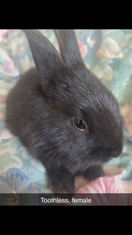 Adorable Female Baby Rabbits - Various Colors Available (Toothless, Blossom, Ivory, Acorn)