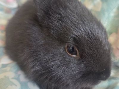 Adorable Female Baby Rabbits - Various Colors Available (Toothless, Blossom, Ivory, Acorn)