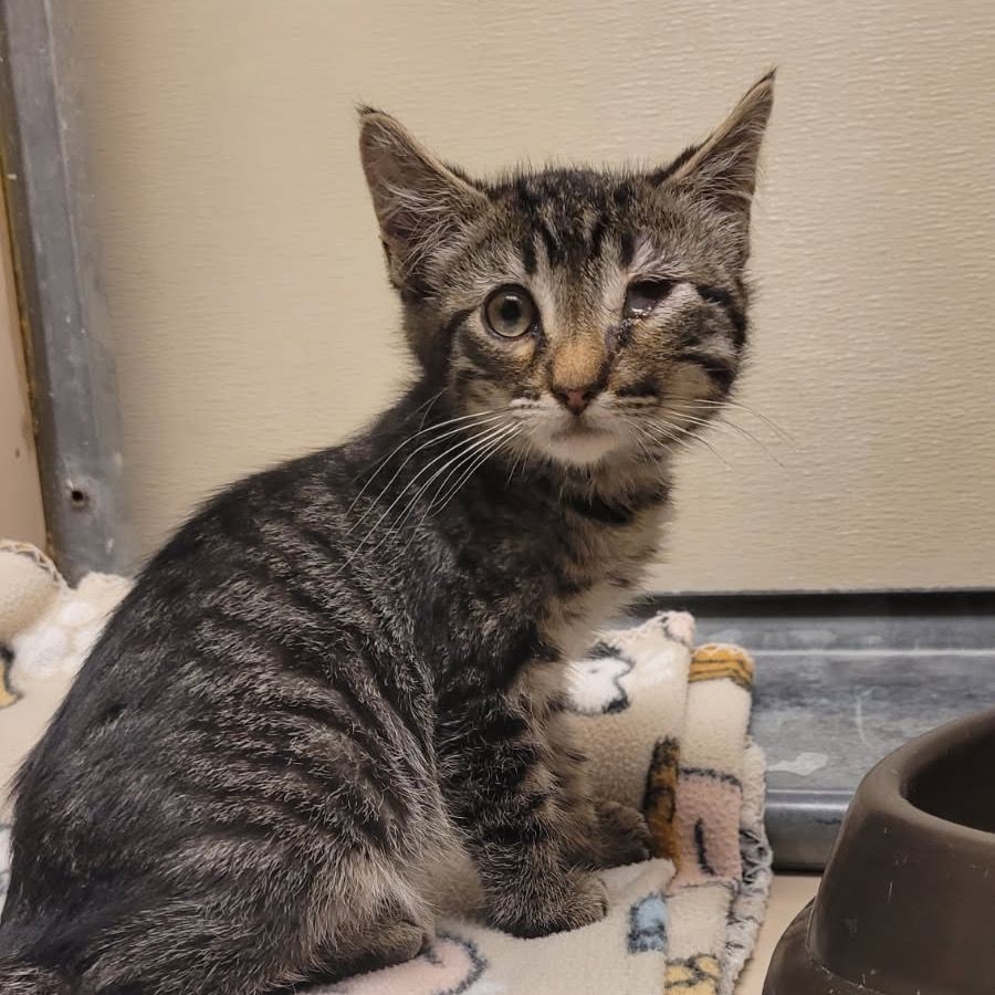 Hello my name is Balboa