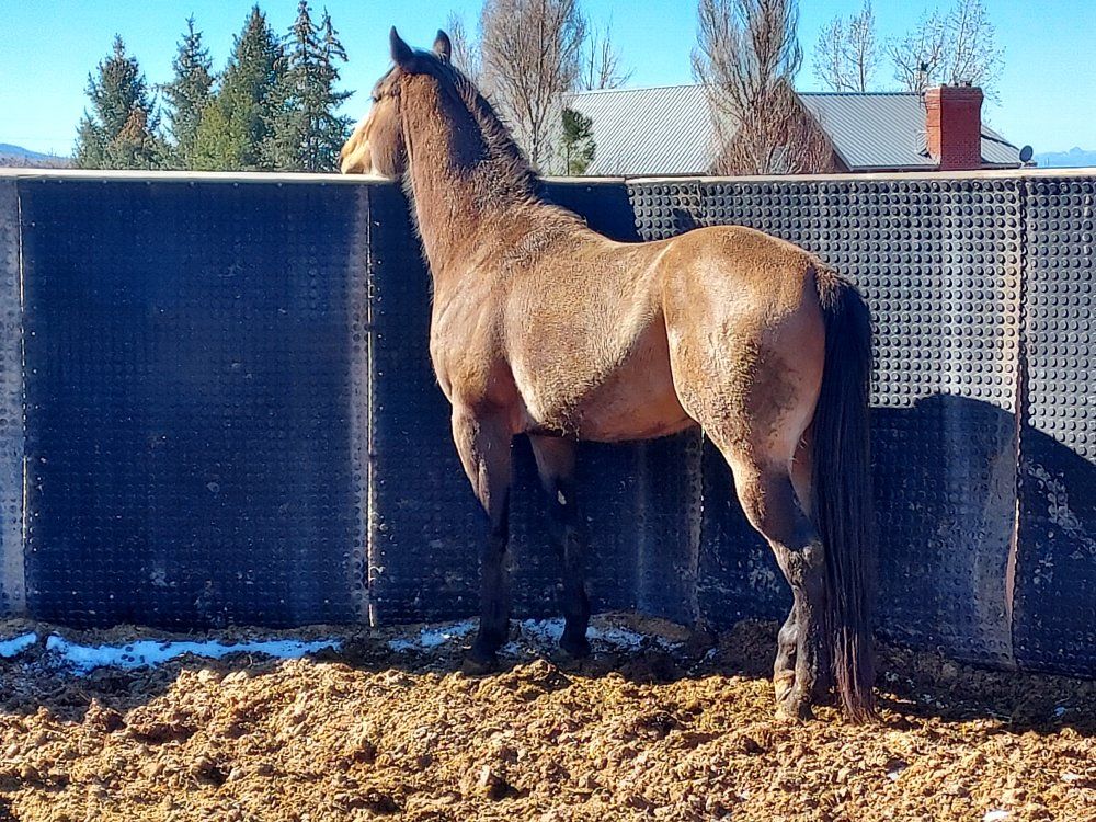 AQHA Appendix Stud