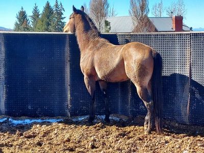 AQHA Appendix Stud