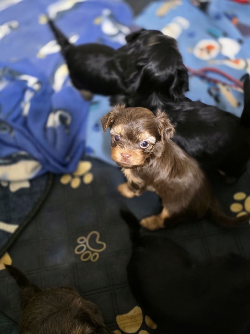 SHORKIES FOR SALE!!