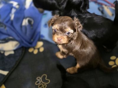 SHORKIES FOR SALE!!