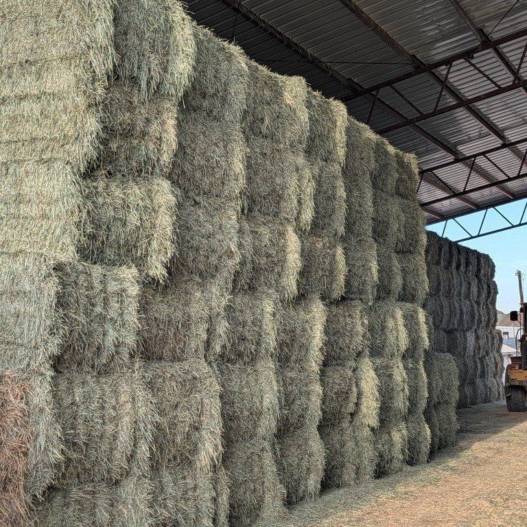 Orchard grass in 3x4 bales