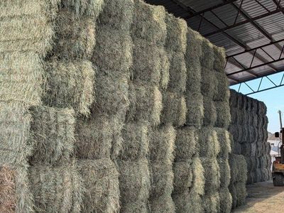 Orchard grass in 3x4 bales