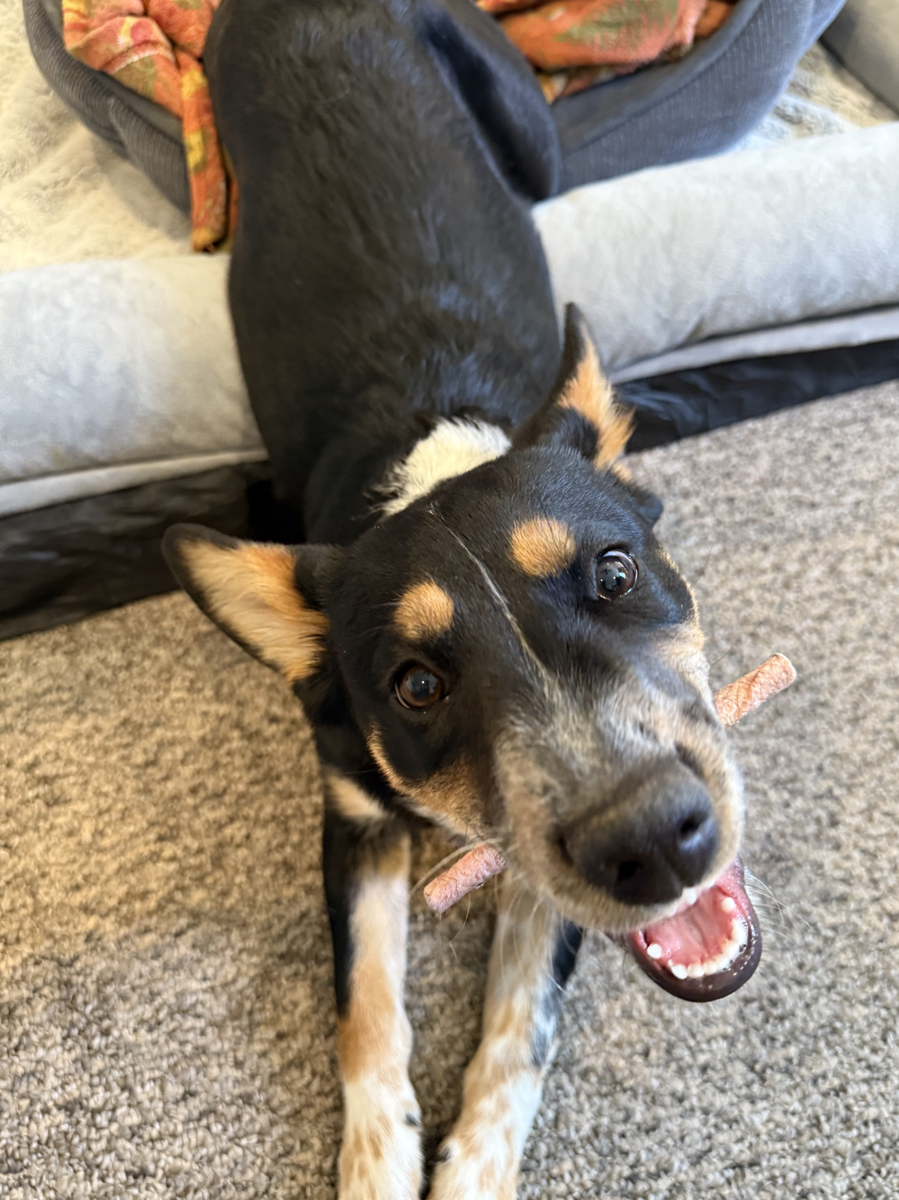 Rehoming blue heeler kelpie mix