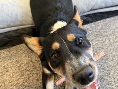 Rehoming blue heeler kelpie mix