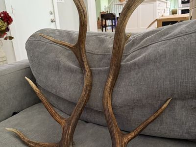 Natural Shed Elk Antler Pair - Rustic Home Decor & Craft Supply
