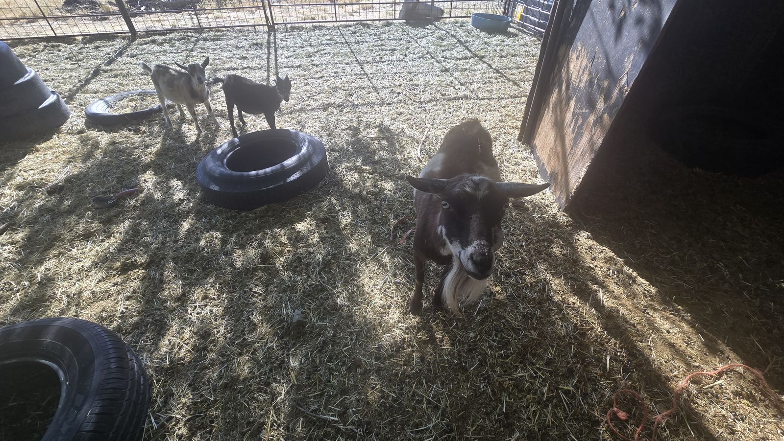 2 SIBLING BABY PYGMY GOATS