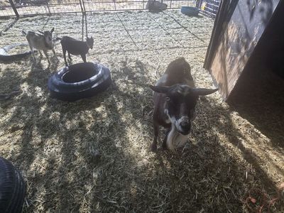 2 SIBLING BABY PYGMY GOATS