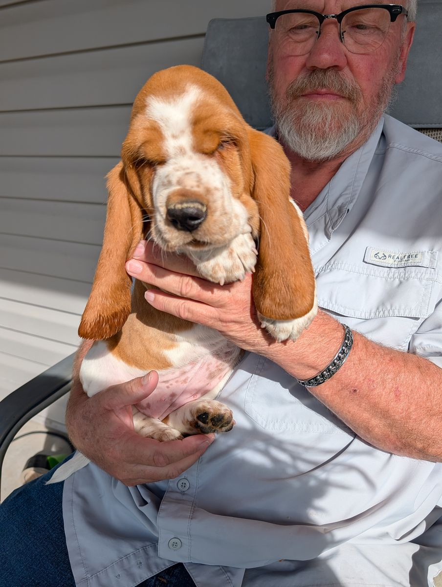 Euro Basset hound puppies